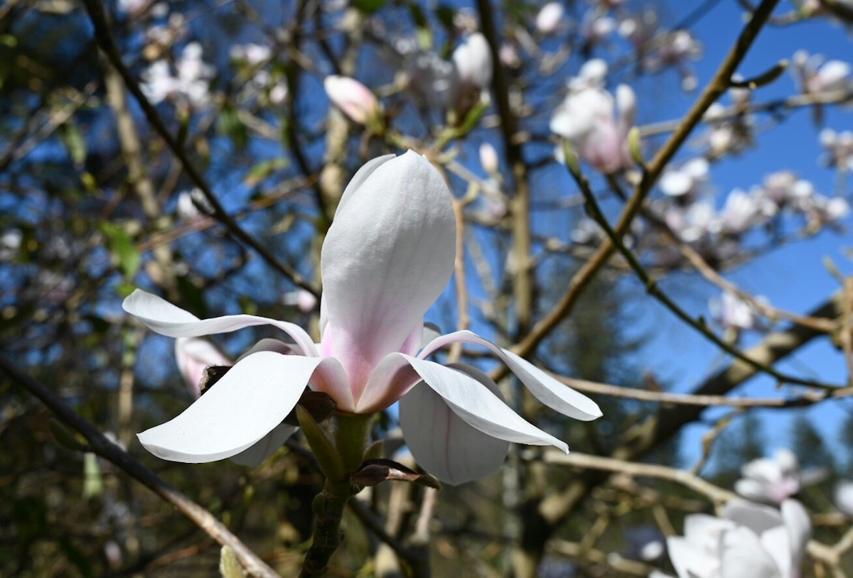 campbellii hybrid